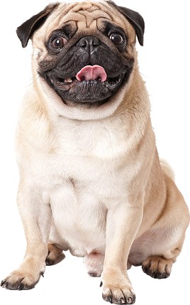 Carlino